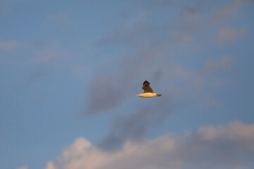 gaviota patiamarilla​ (Larus michahellis) volando al atardecer