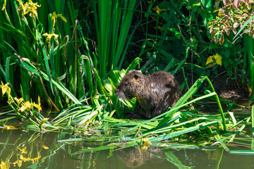 Coypu resting on an iris buoy