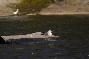 gaviota patiamarilla​ joven (Larus michahellis) con una garceta común (Egretta garzetta) al fondo