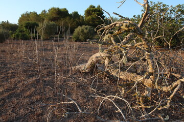Albero contorto