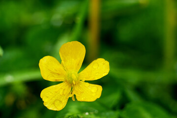 Yellow flower in the green grass shot after the rain. Closeup of a flower with visible raindrops. Isolated yellow flower in the grass after the rain.
