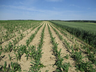 Fototapeta na wymiar junge Maispflanzenreihen