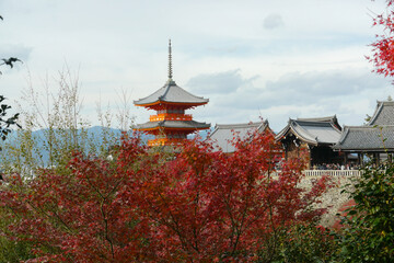 日本　京都　世界遺産　紅葉　秋　景色　四季
オレンジ　赤　イエロー