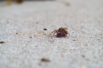 Spider on the ground in front of the camera. Closeup of a small arachnid frozen on even surface.