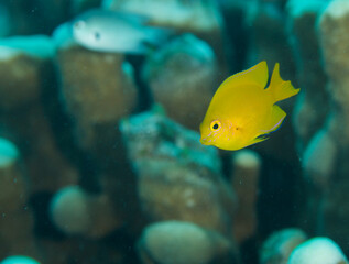 石垣島　海　魚　スズメダイ