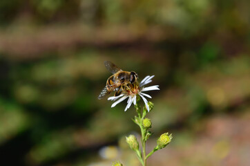 Close up of a bee landed on a flower.