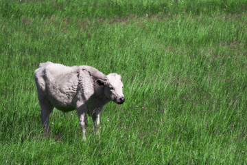 white calf among the grass in the meadow