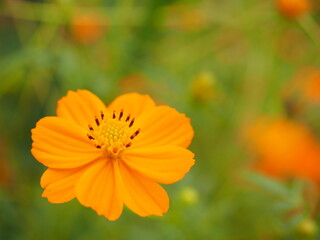 Yellow cosmos flower