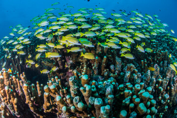 石垣島　サンゴ礁　魚　ヨスジフエダイ　海　