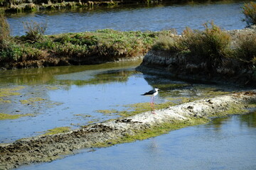 The small squares of the Guerande salt Marshes. Batz-sur-mer, France, spring 2021.