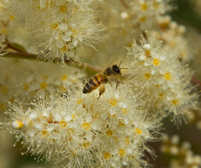 Bee on meadowsweet flowers.
Filipendula ulmaria, Spiraea ulmaria,
Family Rosaceae. The meadowsweet relieves headaches of various kinds, as well as rheumatic pains in the joints. Powerful antibacterial