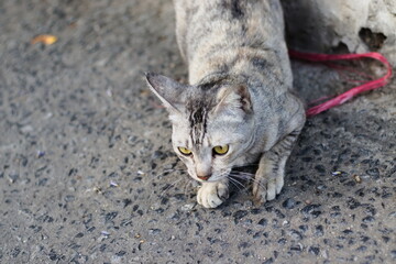 Domestic short hair street cat.