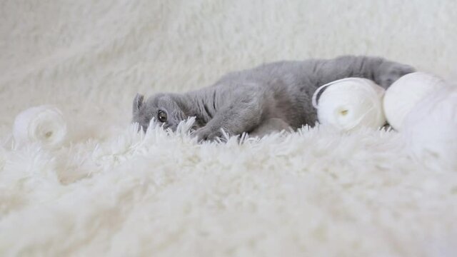 a lop-eared Scottish cat plays with balls of yarn. An animal on a white background. fun for pets