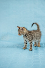 Fototapeta na wymiar Curious and playful striped kitten on blue background