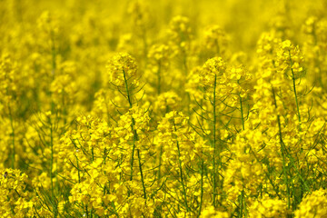 Obraz premium Yellow flowers of rape