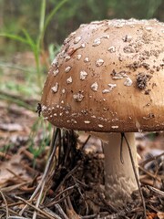 mushroom in the forest
