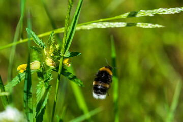 bee on a flower