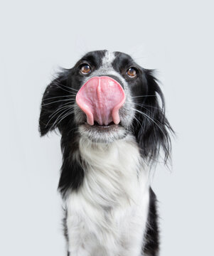 Portrait hungry dog licking its lips with tongue out. Isolated on white background