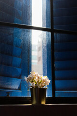 flowers on the window, beautiful sunshine