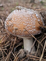 mushrooms in the forest