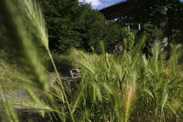 Vegetation in an urban park in a summer day