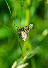 butterfly on a flower