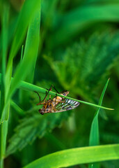 Fly on a leaf
