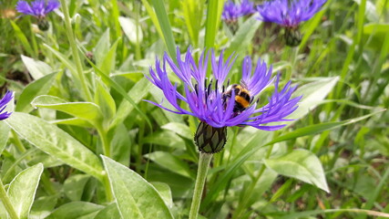 Bergflockenblume mit Hummel