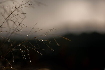 gotas