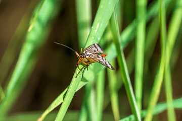 dragonfly on a green leaf