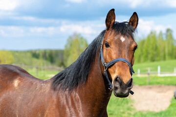 Portrait horse, brown closeup horse.Thoroughbred youngster posing on the green meadow summertime.Horse on summer nature.