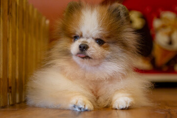 pomeranian dog portrait