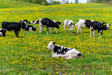 Fototapeta premium Black and white cows in a grassy field on a bright and sunny day. Cows lying on green grass.Rural farmer concept.