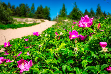 Sandy road to the Baltic Sea beach with blooming flowers in summer, Poland