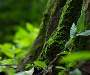 Selective focus beautiful green moss on the floor in the forest, moss closeup, macro. Beautiful background of moss for wallpaper.
