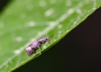 Naklejka premium Climbing a Root Weevil Beetle up a tree leaf