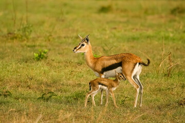 Naklejka na ściany i meble Gazelle de Thomson Gazella thomsoni au Kenya