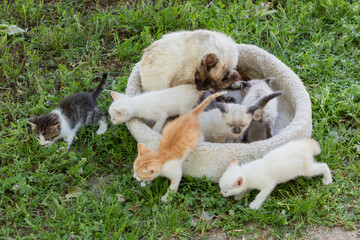 Nice litter of little kittens