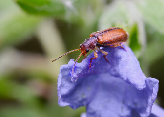 Leaf beetle (Donacia Vulgaris) on a blue petal in the forest