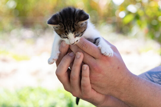 Little kitten held in hands
