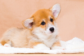red welsh corgi puppy with big ears in the studio