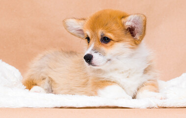 red welsh corgi puppy with big ears in the studio