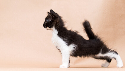 small kitten black and white color in the studio