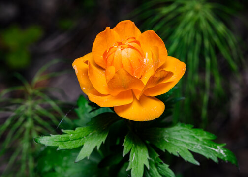 Blooming of Asian Globe Flower (lat: Trollius asiaticus) in the Siberian forest, Russia