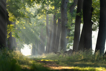 The sun shining in a lane of trees on a summer's morning.