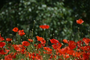 red poppies in the field