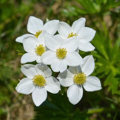 White anemone flowers