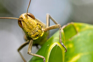 Grasshopper, Tropical Rainforest, Marino Ballena National Park, Uvita de Osa, Puntarenas, Costa Rica, Central America, America