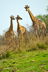 Giraffe, Giraffa camelopardis, Kruger National Park, South Africa, Africa