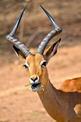 Impala, Aepyceros melampus melampus, Wildlife Reserve, South Africa, Africa